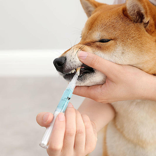 Pet Teeth Repairing Kit For Dog Cat Teeth Cleaning Pen Kit on K&K Trendy Treasures